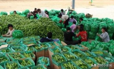 辽宁农村致富新路径 巧借地域优势，开拓农产品网上销售蓝海