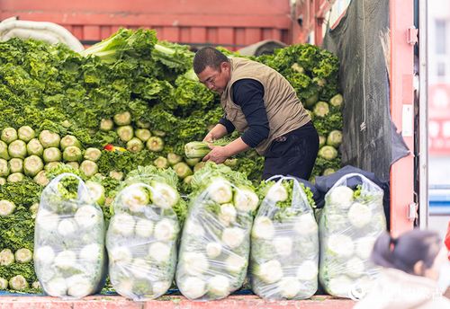 内蒙古呼和浩特 冬储菜线上热销忙，农产品电商迎来新机遇