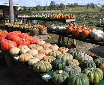 指尖上的丰收 一年140万，农产品网店开辟新“钱”景